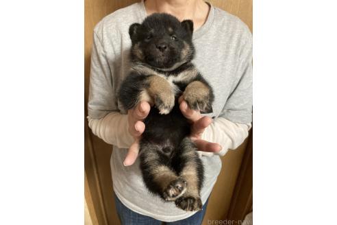 販売中の福岡県の柴犬-386919の8枚目