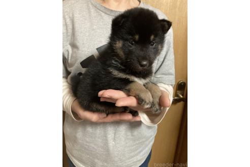 販売中の福岡県の柴犬-386919の7枚目