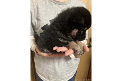 販売中の福岡県の柴犬-386919の6枚目
