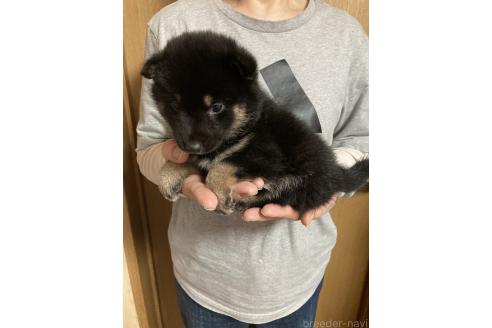 販売中の福岡県の柴犬-386919の4枚目