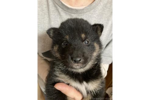 販売中の福岡県の柴犬-386919の3枚目