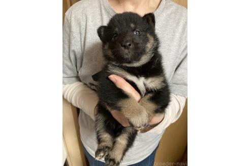 販売中の福岡県の柴犬-386919の2枚目