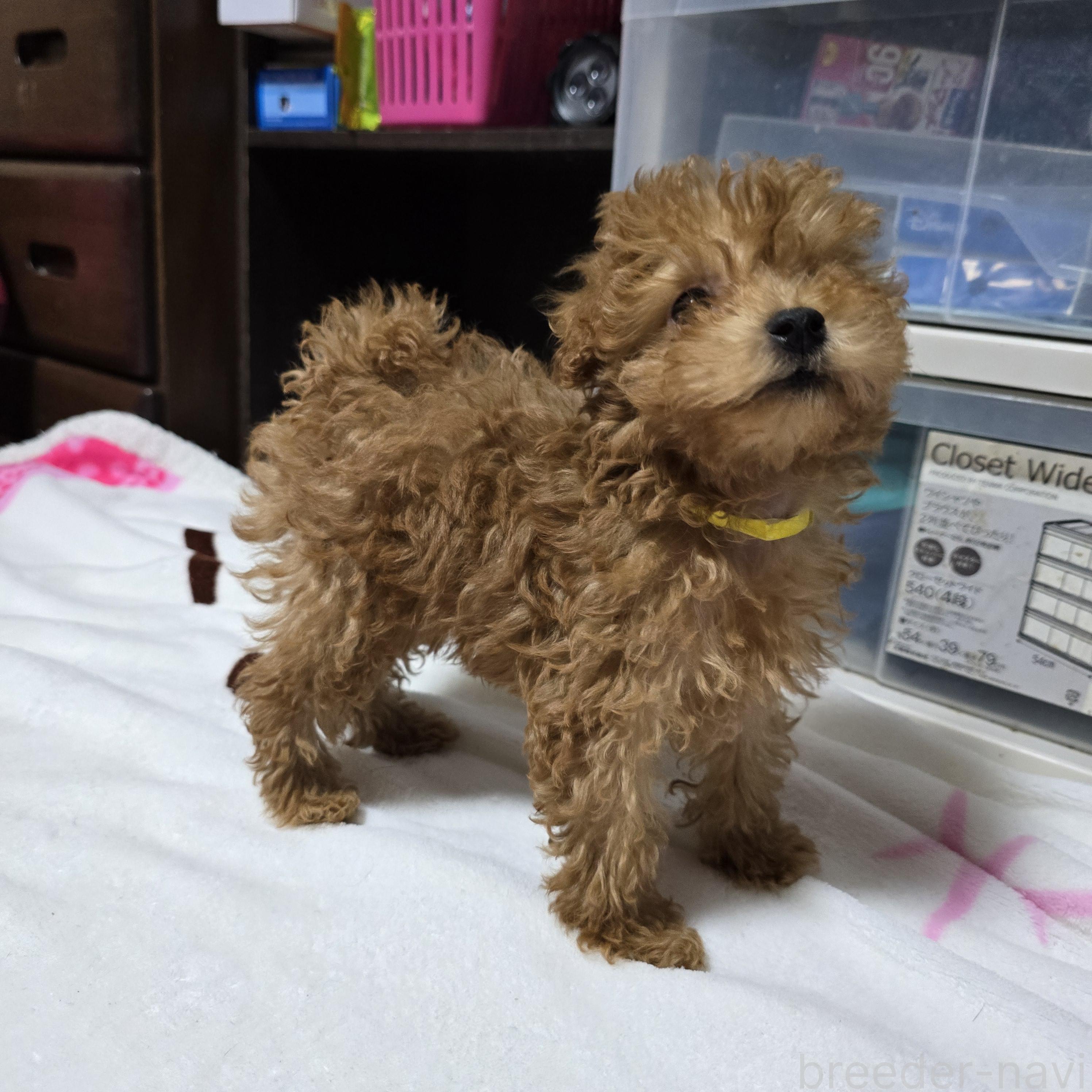 販売中の岡山県のトイプードル-374257の10枚目