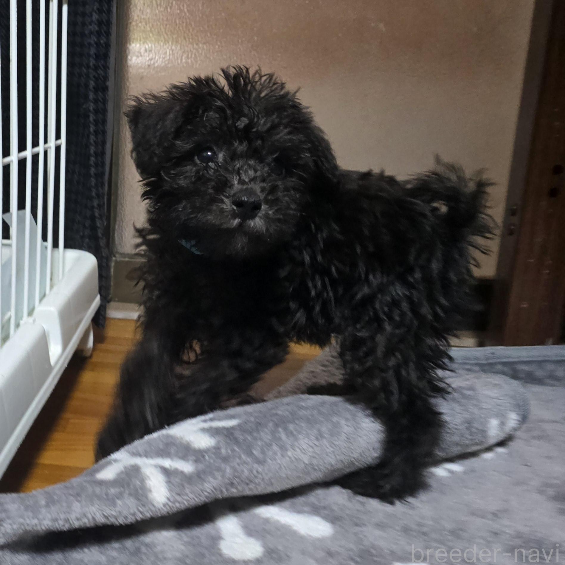 成約済の岡山県のミックス犬-378316の9枚目