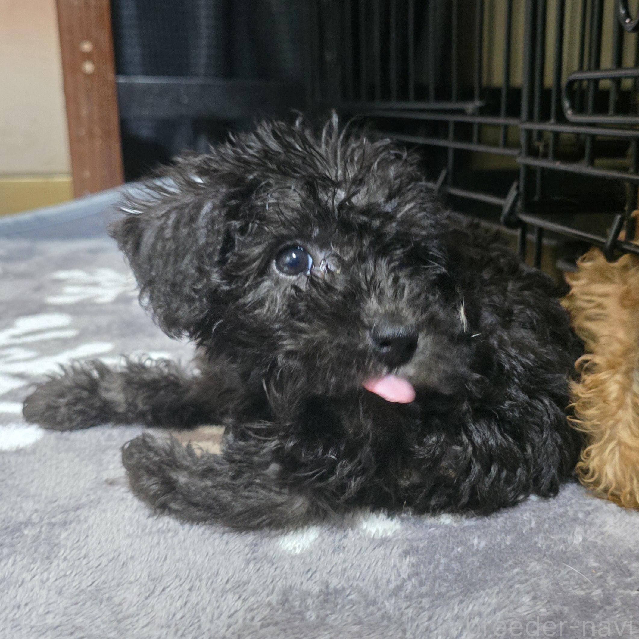 成約済の岡山県のミックス犬-378316の7枚目