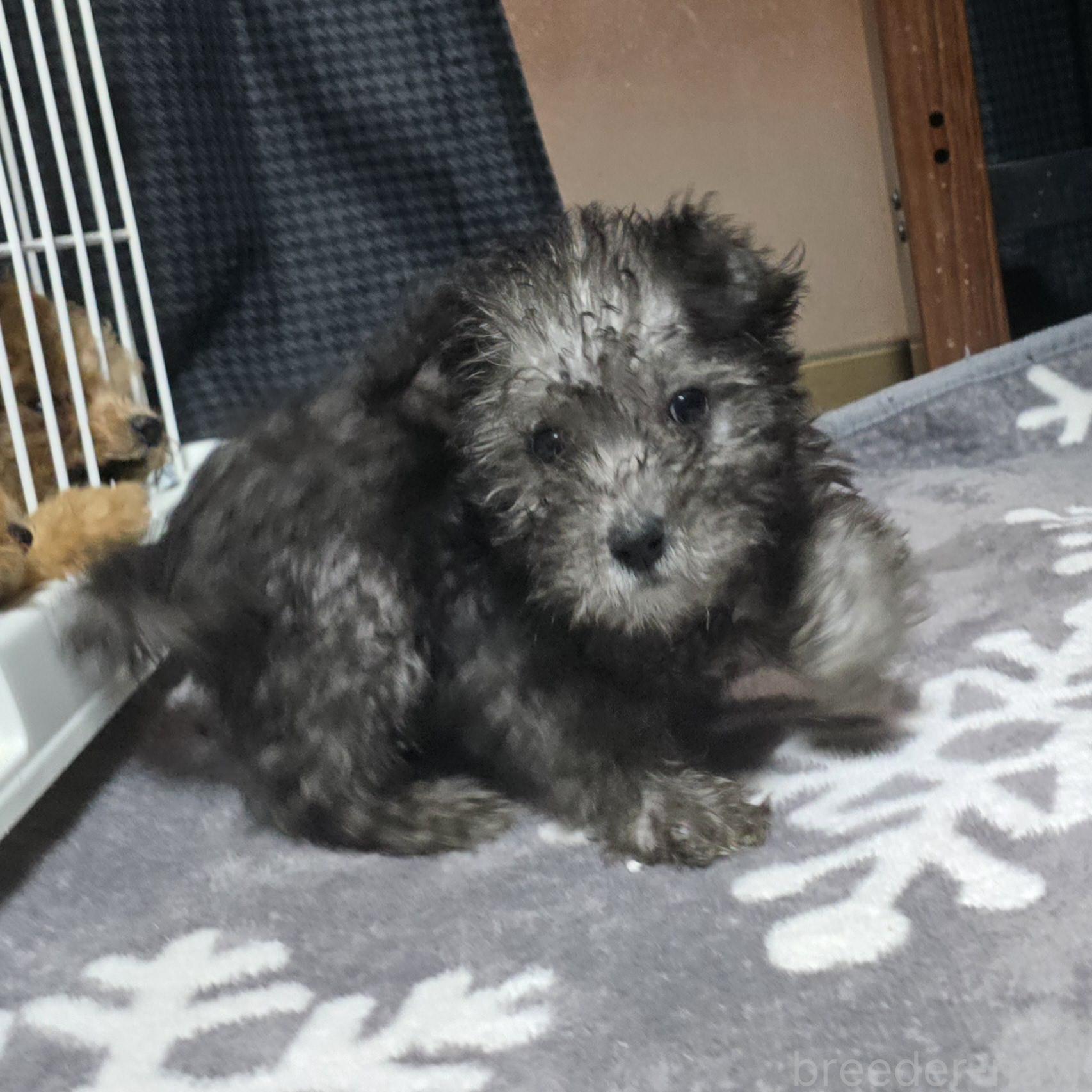 成約済の岡山県のミックス犬-378318の11枚目