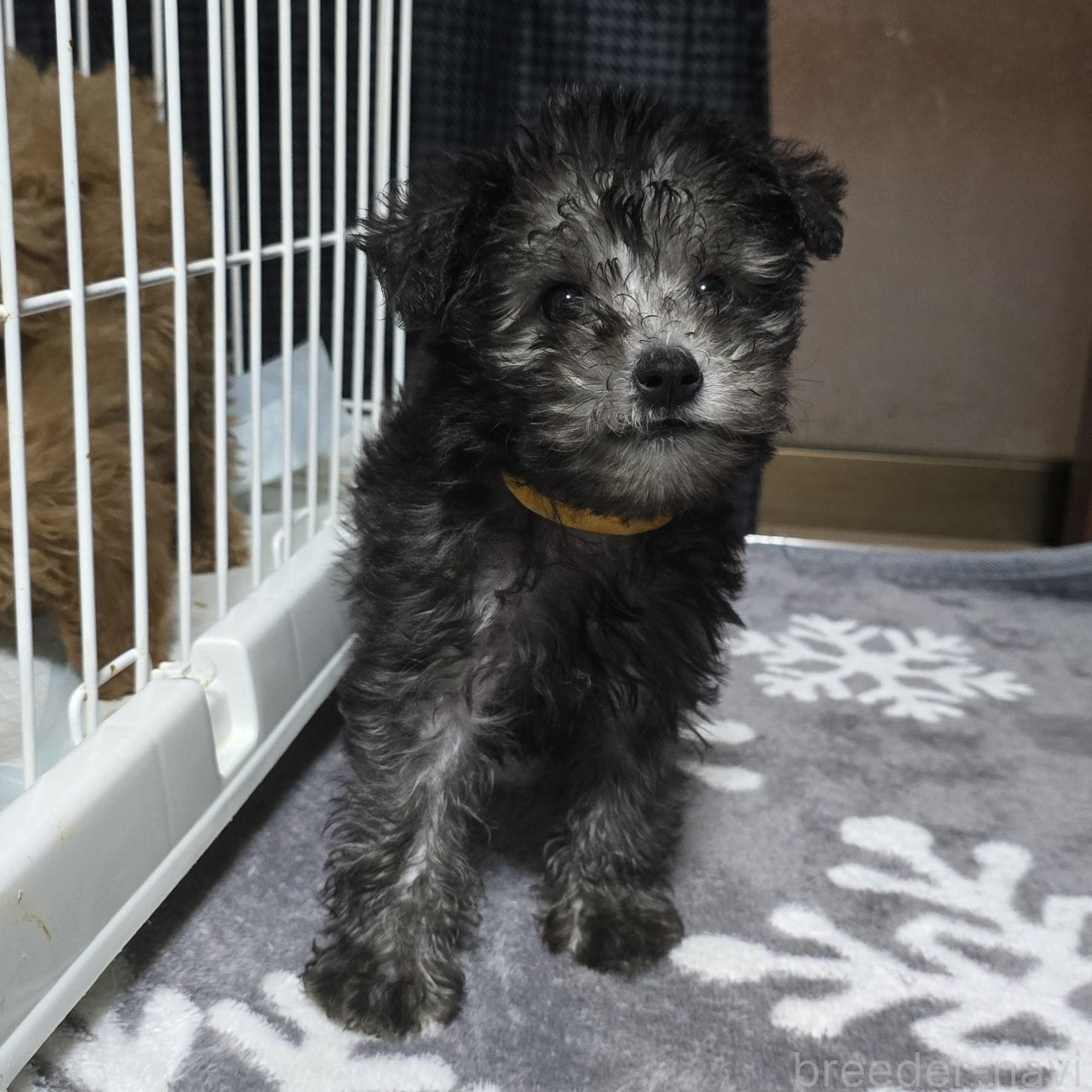 成約済の岡山県のミックス犬-378319の12枚目