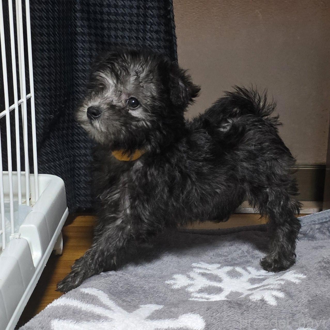 成約済の岡山県のミックス犬-378319の11枚目