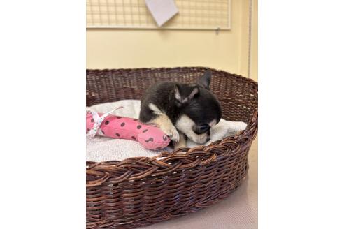 販売中の愛知県のチワワ(スムースコート)-386932の5枚目