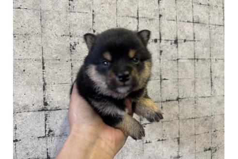 販売中の岡山県の豆柴-386947の5枚目
