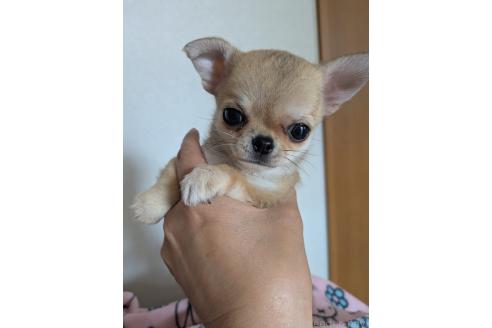販売中の埼玉県のチワワ(スムースコート)-386945の1枚目