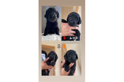 販売中の茨城県のスタンダードプードル-385532