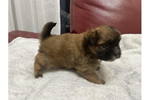 成約済の岡山県のミックス犬-386075の13枚目