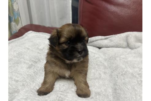 成約済の岡山県のミックス犬-386075の12枚目