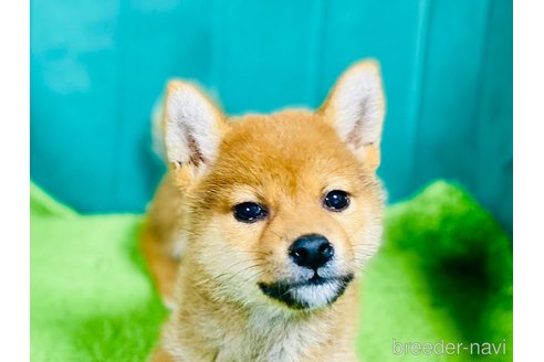 販売中の茨城県の豆柴-384720