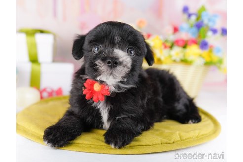 販売中の東京都のミックス犬-386902の4枚目