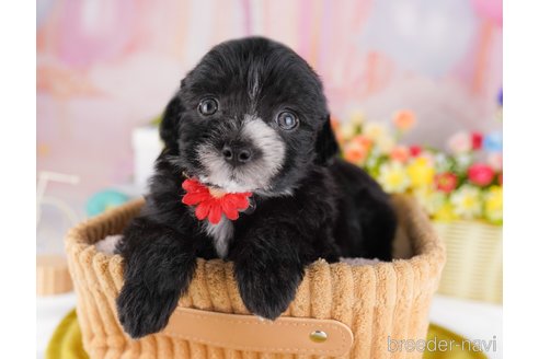 販売中の東京都のミックス犬-386902の5枚目