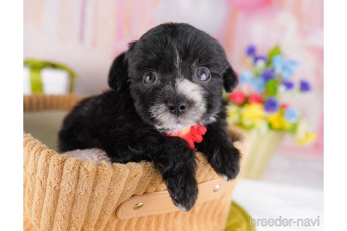 販売中の東京都のミックス犬-386902の3枚目