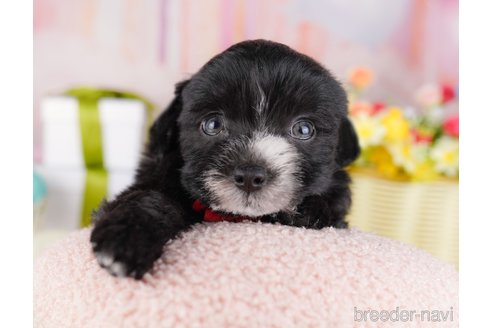 販売中の東京都のミックス犬-386902の2枚目