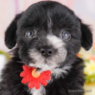 販売中の東京都のミックス犬-386902の1枚目