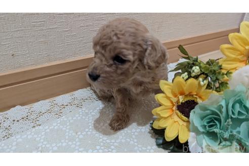 成約済の広島県のトイプードル-386839の15枚目