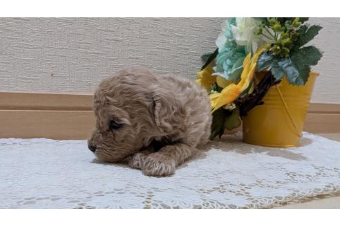 成約済の広島県のトイプードル-386839の12枚目