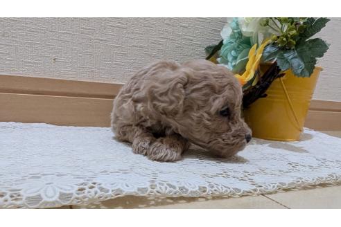 成約済の広島県のトイプードル-386839の11枚目
