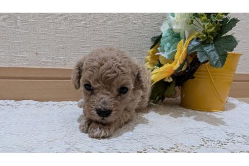 成約済の広島県のトイプードル-386839の1枚目