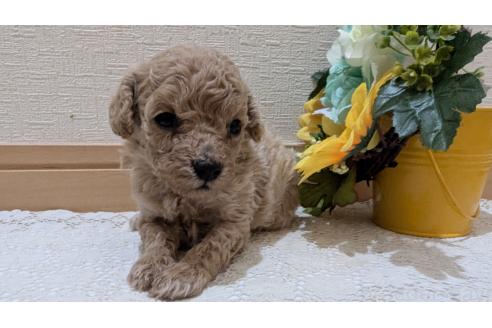 成約済の広島県のトイプードル-386839の4枚目