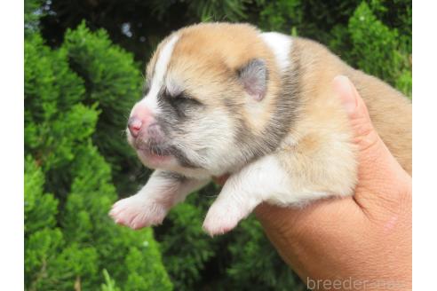 販売中の香川県の秋田犬-386841の3枚目