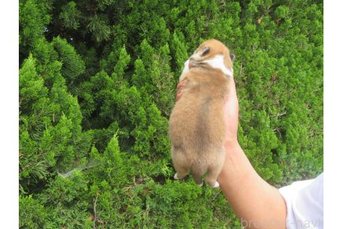 販売中の香川県の秋田犬-386841の2枚目