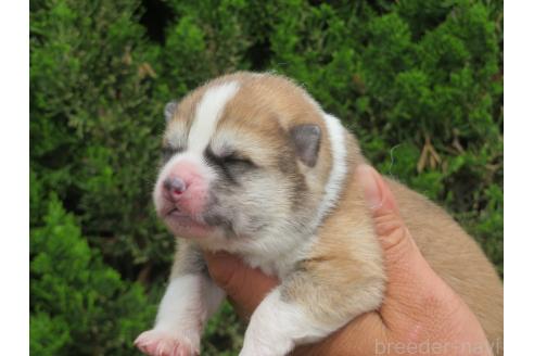 販売中の香川県の秋田犬-386843の3枚目