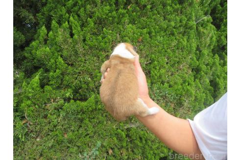 販売中の香川県の秋田犬-386843の2枚目