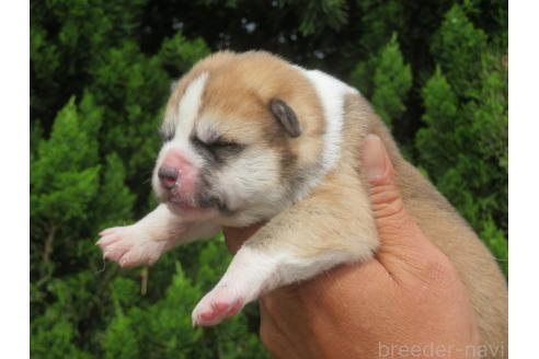 販売中の香川県の秋田犬-386844の3枚目
