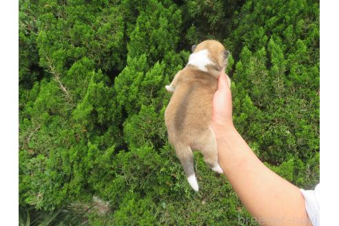 販売中の香川県の秋田犬-386844の2枚目