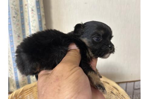 販売中の岡山県のミックス犬-386074の18枚目