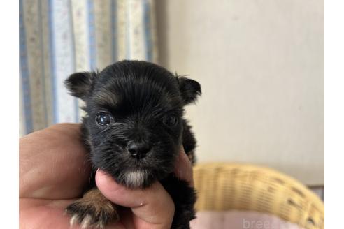 販売中の岡山県のミックス犬-386074の17枚目
