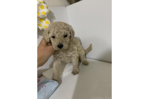 販売中の千葉県のミディアムプードル-386953の2枚目