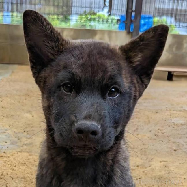 販売中の岡山県の甲斐犬-373761