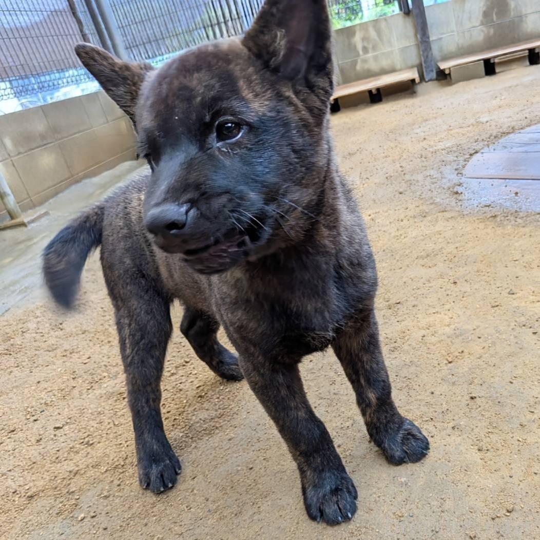 販売中の岡山県の甲斐犬-373761