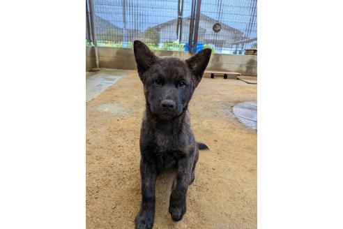 販売中の岡山県の甲斐犬-373761の2枚目