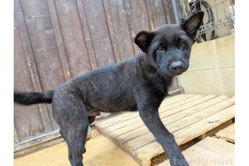 販売中の岡山県の甲斐犬-373757の4枚目