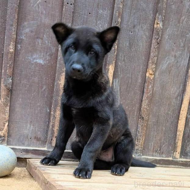 販売中の岡山県の甲斐犬-373757