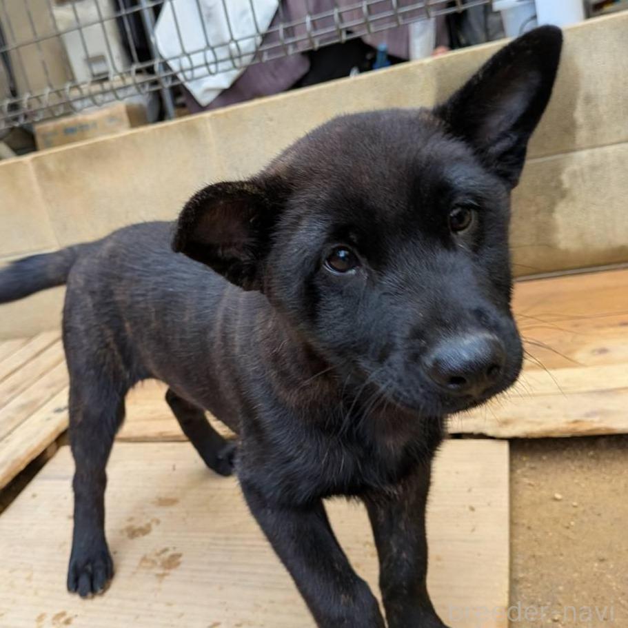販売中の岡山県の甲斐犬-373757の2枚目