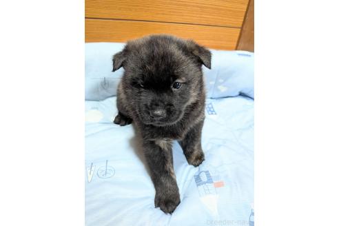 販売中の岡山県の甲斐犬-386968の3枚目