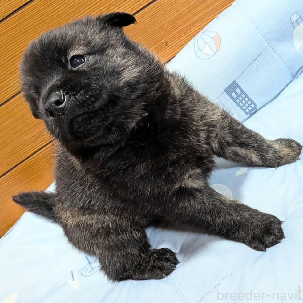 販売中の岡山県の甲斐犬-386968の2枚目