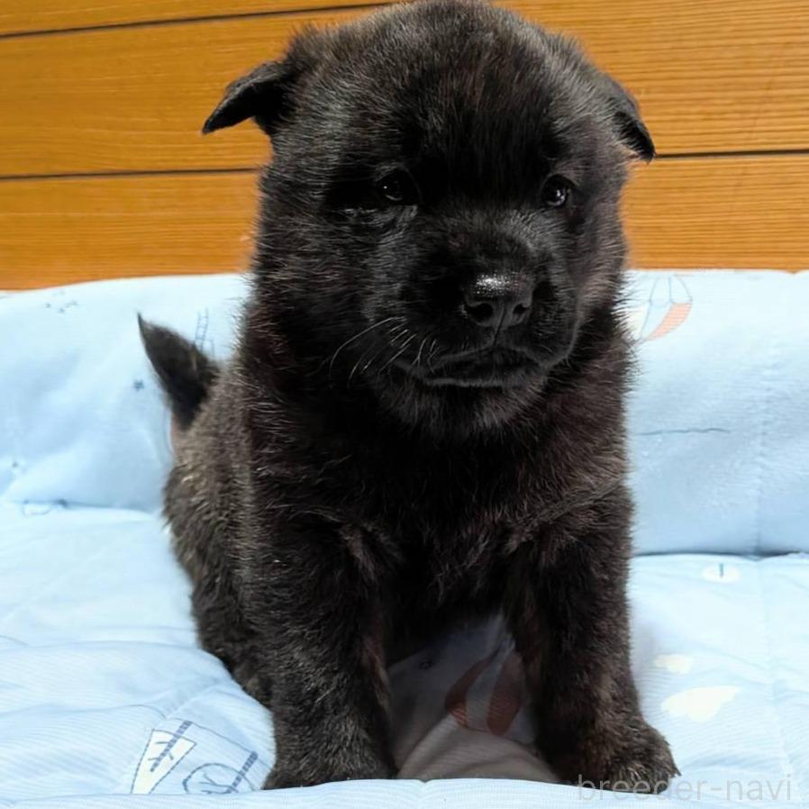 販売中の岡山県の甲斐犬-386968