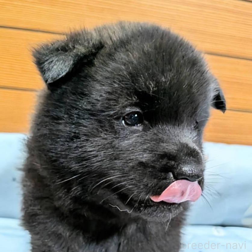 販売中の岡山県の甲斐犬-386970