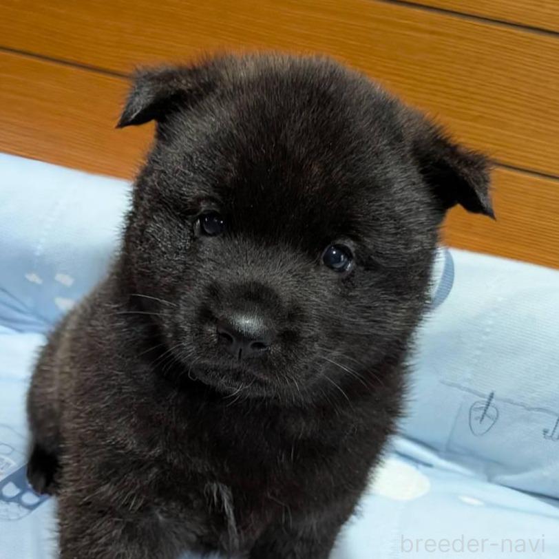 販売中の岡山県の甲斐犬-386970の3枚目