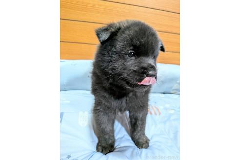 販売中の岡山県の甲斐犬-386970の2枚目